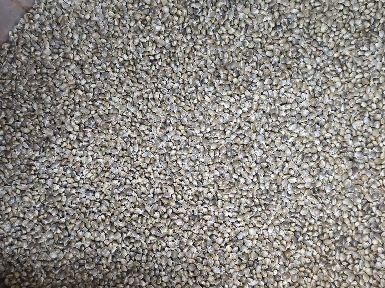 Hemps Seed (Vango)